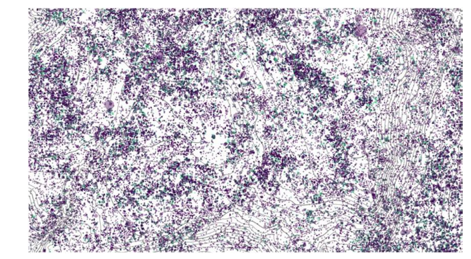 Liana Canopy Disturbance